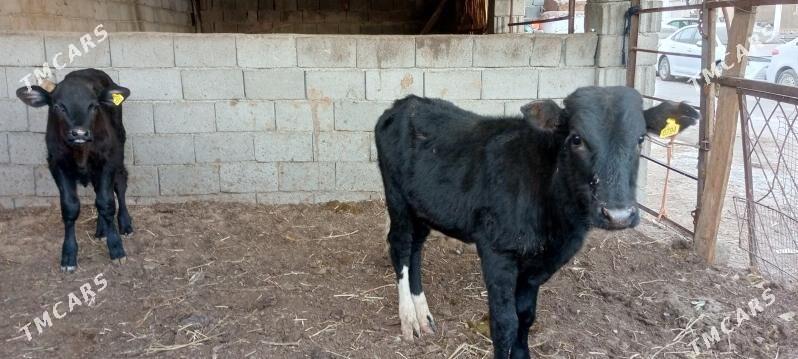 Öküz Tüwe Göle - Ашхабад - img 6