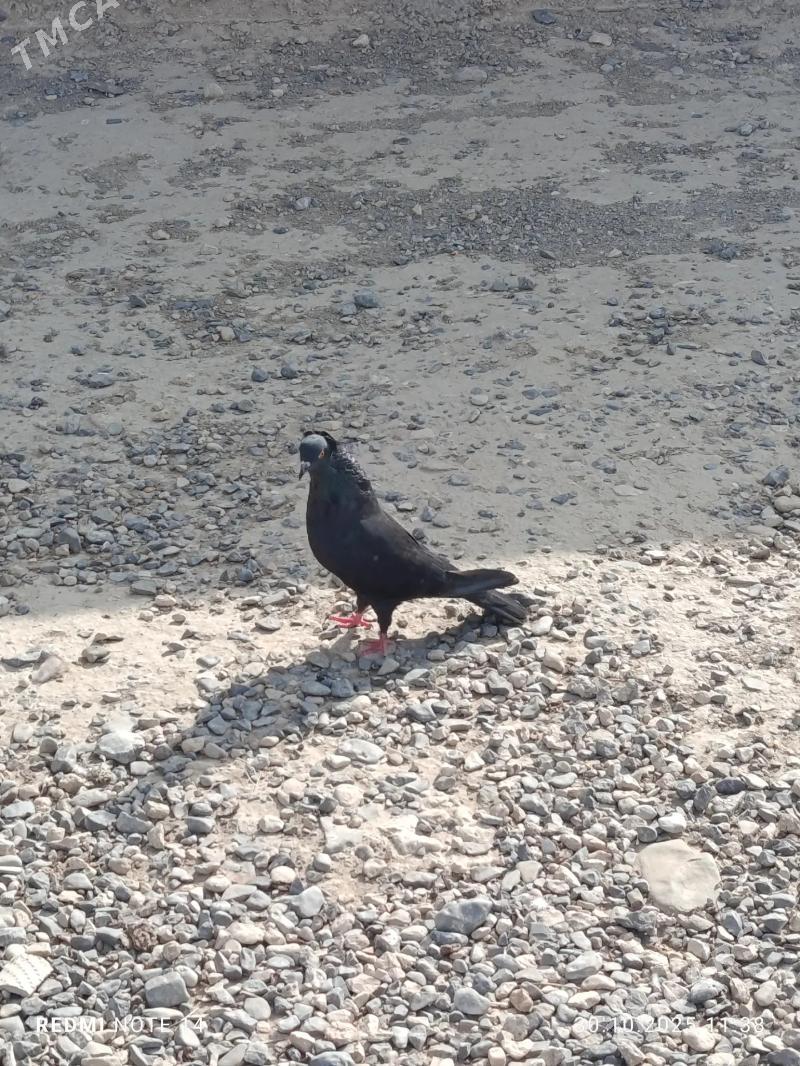 bury gus - Gyzylarbat - img 4