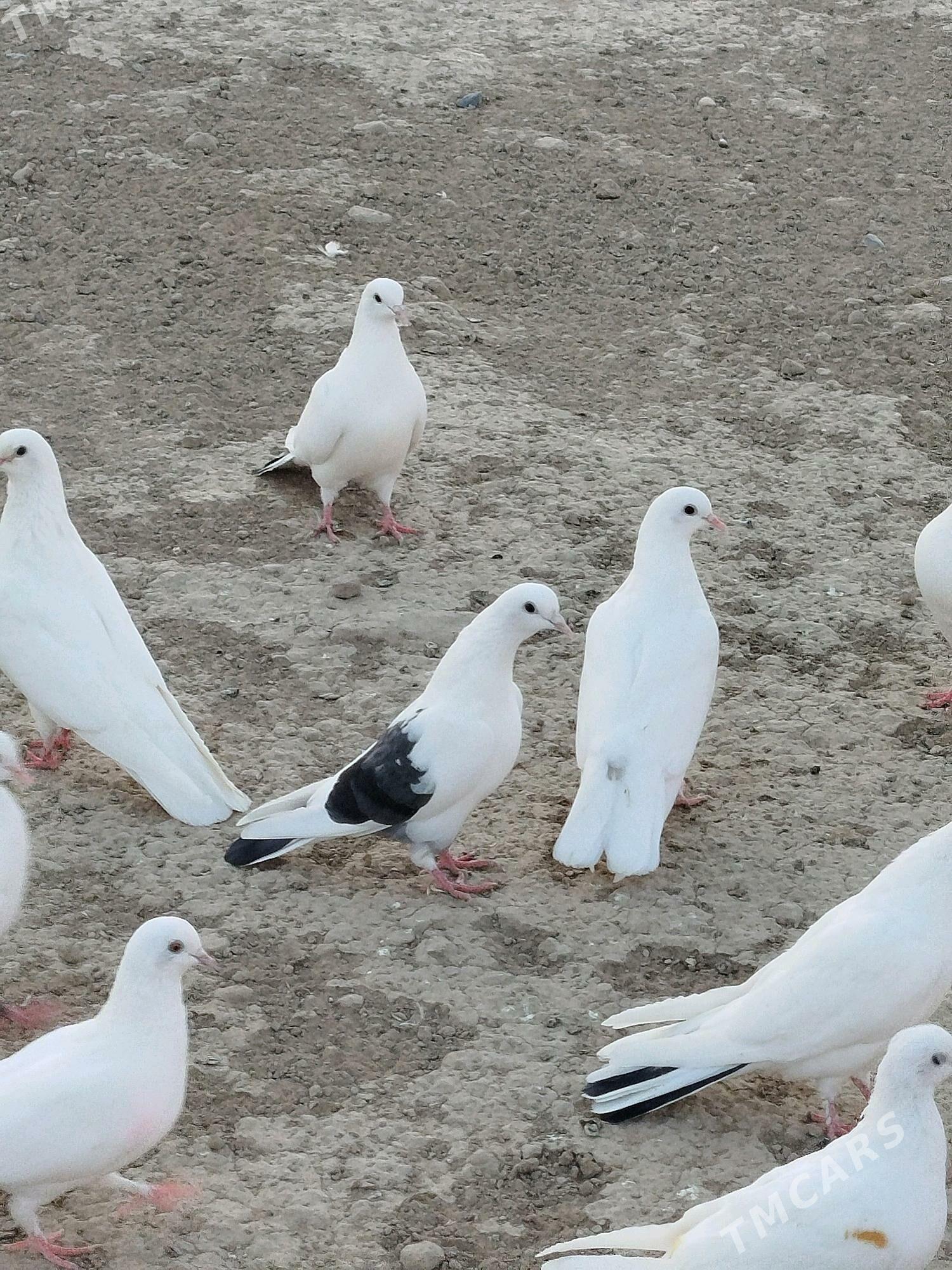 bury gus - Gyzylarbat - img 3