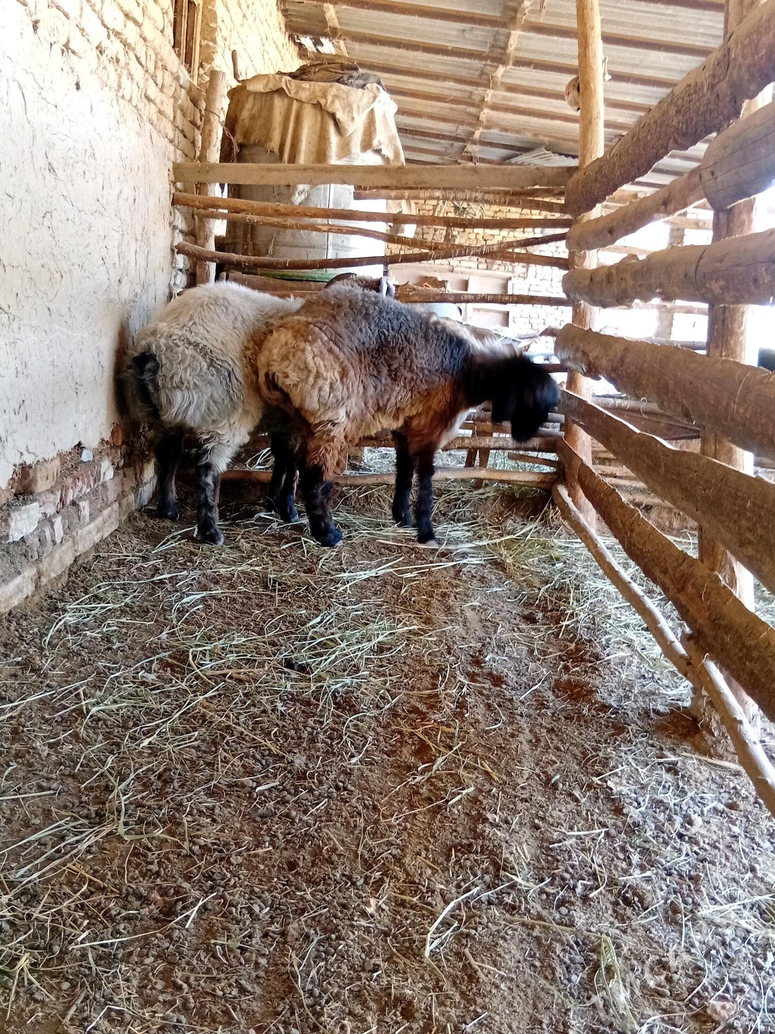 Tokly - Мургап - img 1