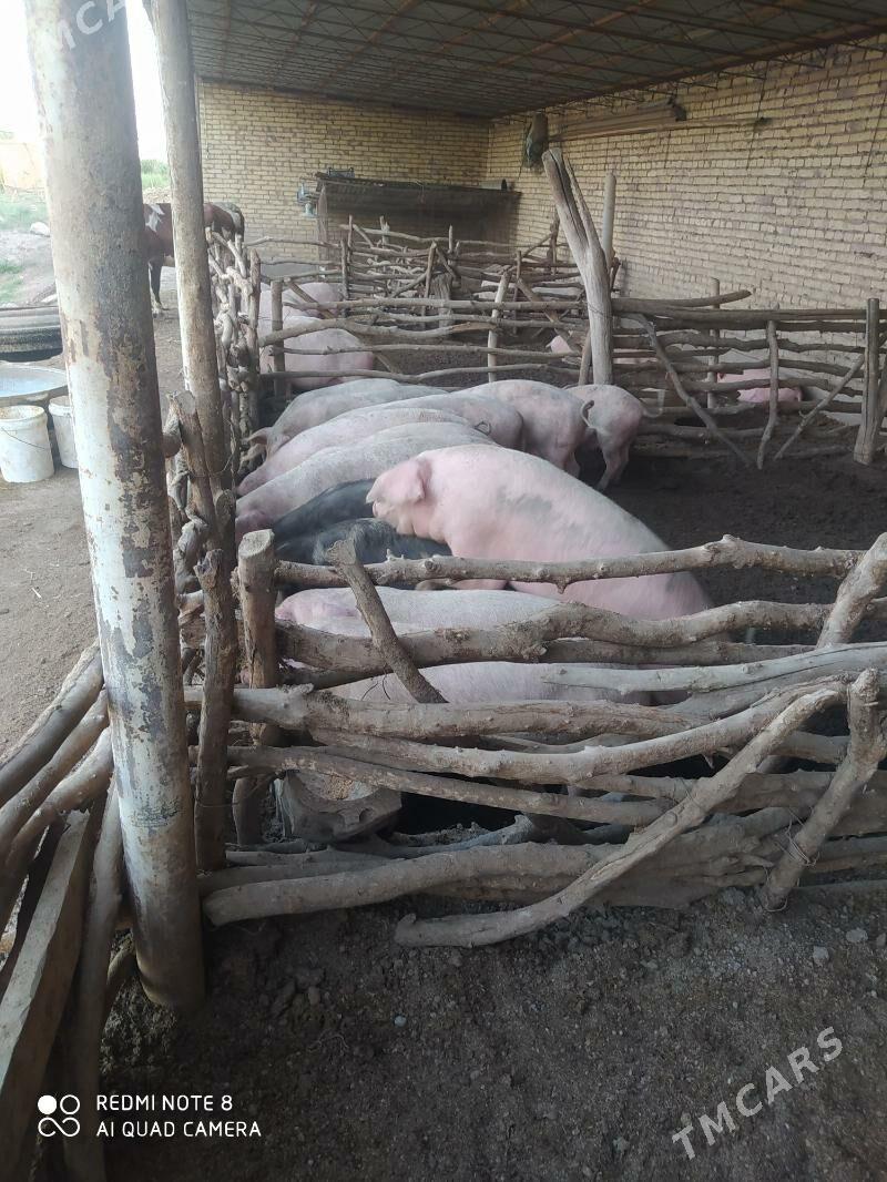 Donuzlar - Ходжамбаз - img 10