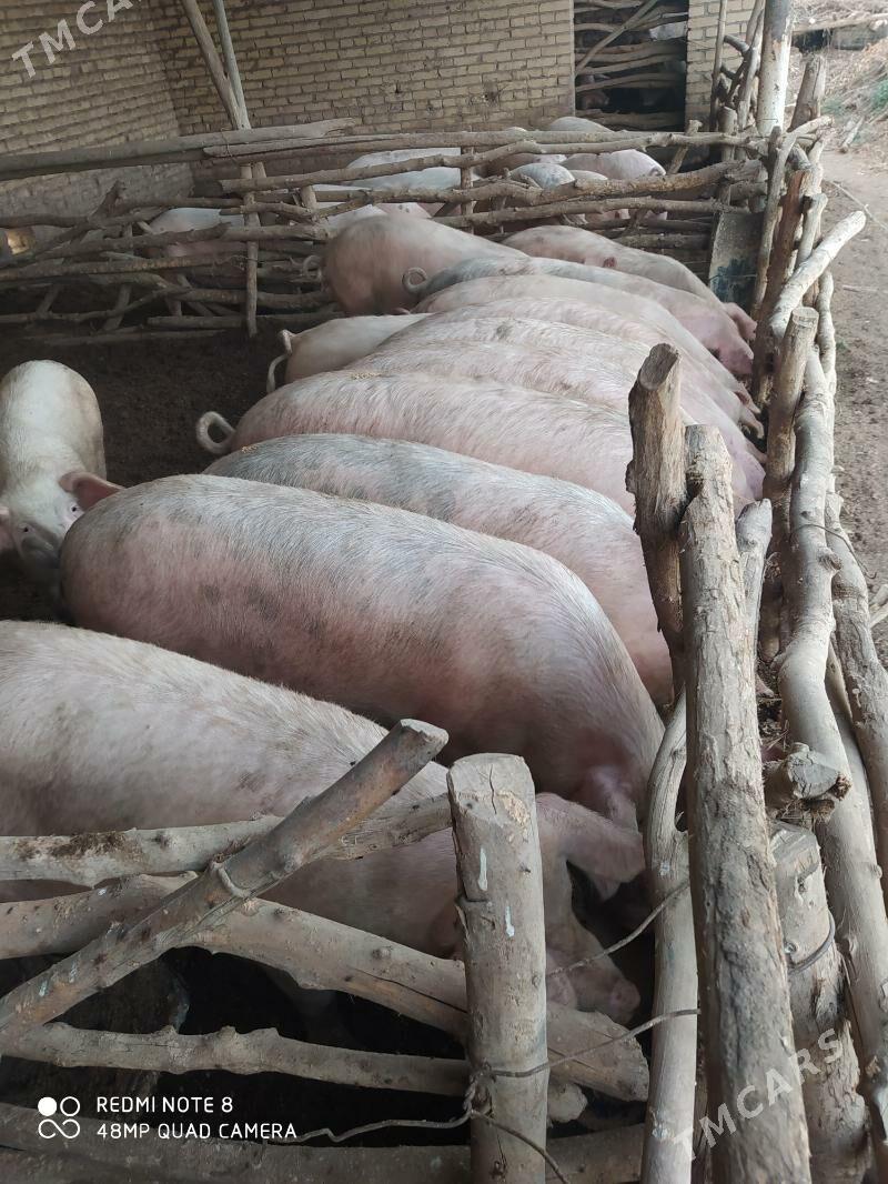 Donuzlar - Ходжамбаз - img 3