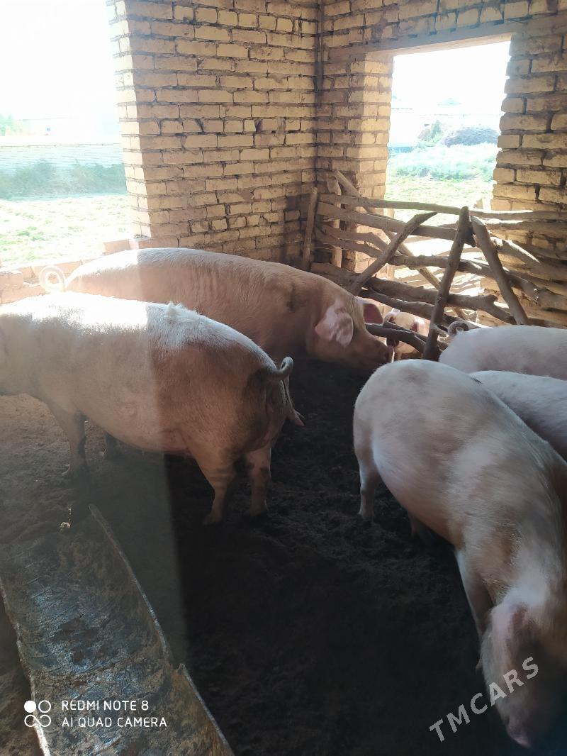 Donuzlar - Ходжамбаз - img 6