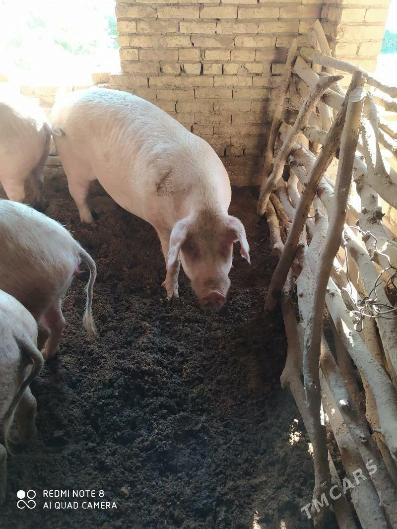 Donuzlar - Ходжамбаз - img 5