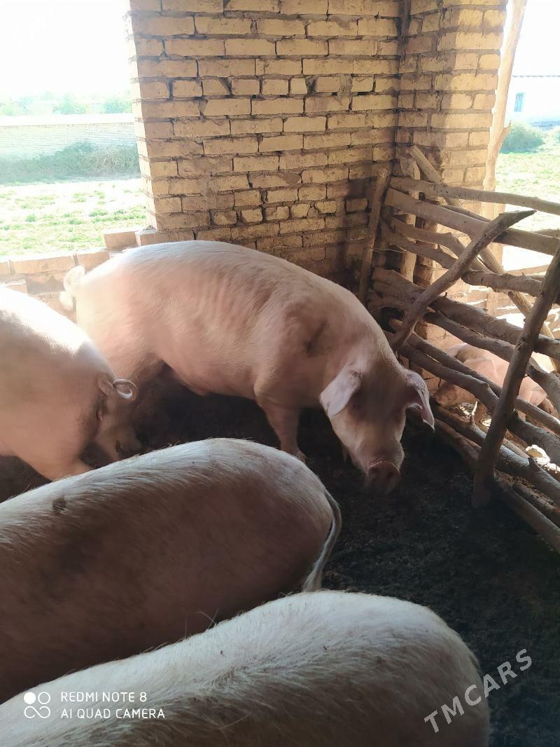 Donuzlar - Ходжамбаз - img 4