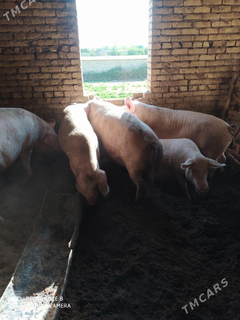 Donuzlar - Ходжамбаз - img 7