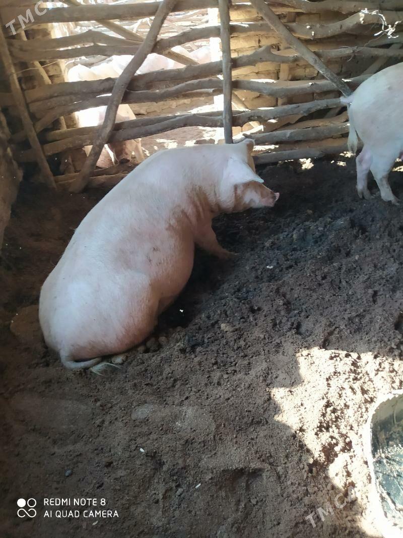 Donuzlar - Ходжамбаз - img 8