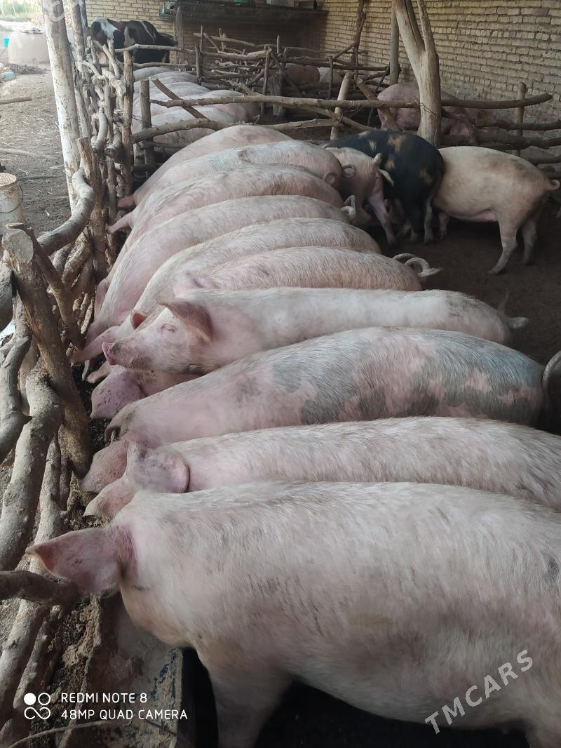 Donuzlar - Ходжамбаз - img 1