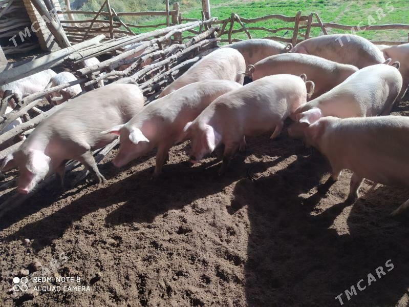 Donuzlar - Ходжамбаз - img 9