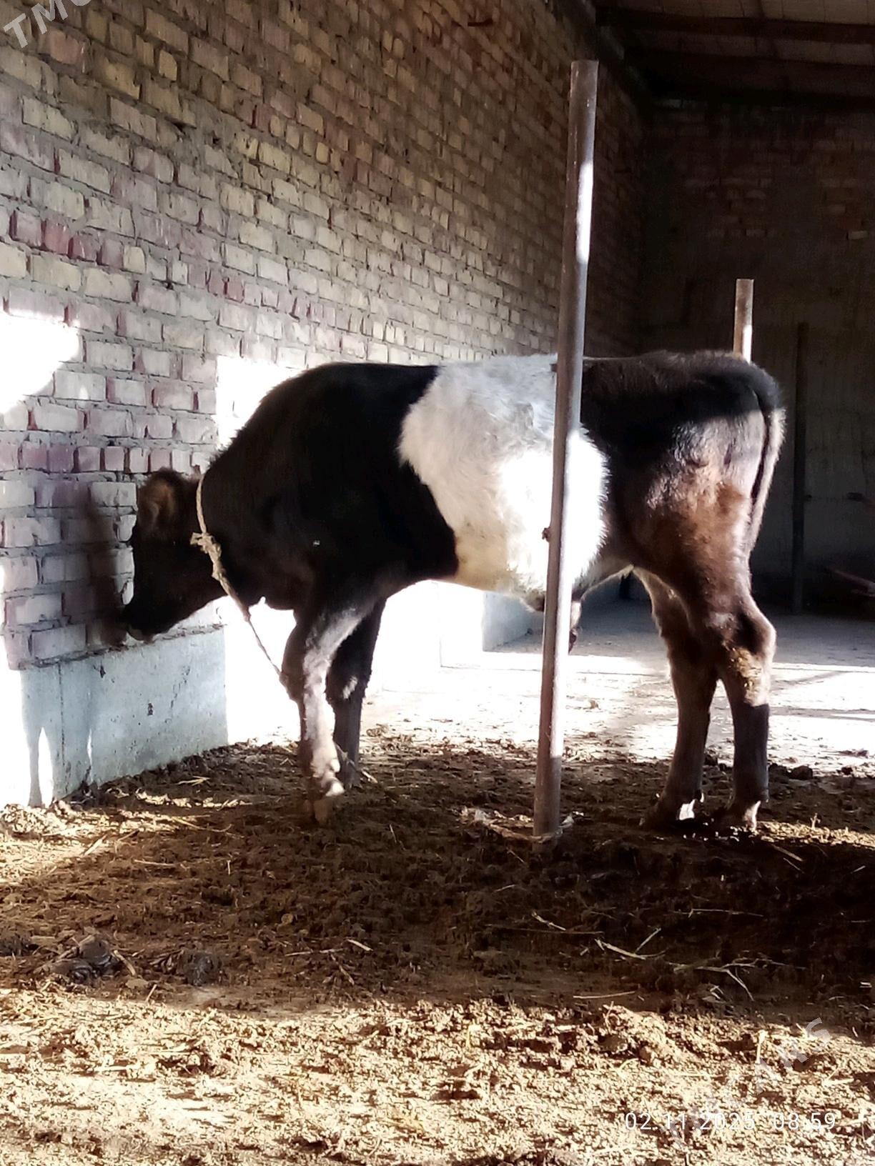 Öküz Gibrit Tohum 8 aýynda - Gökdepe - img 4