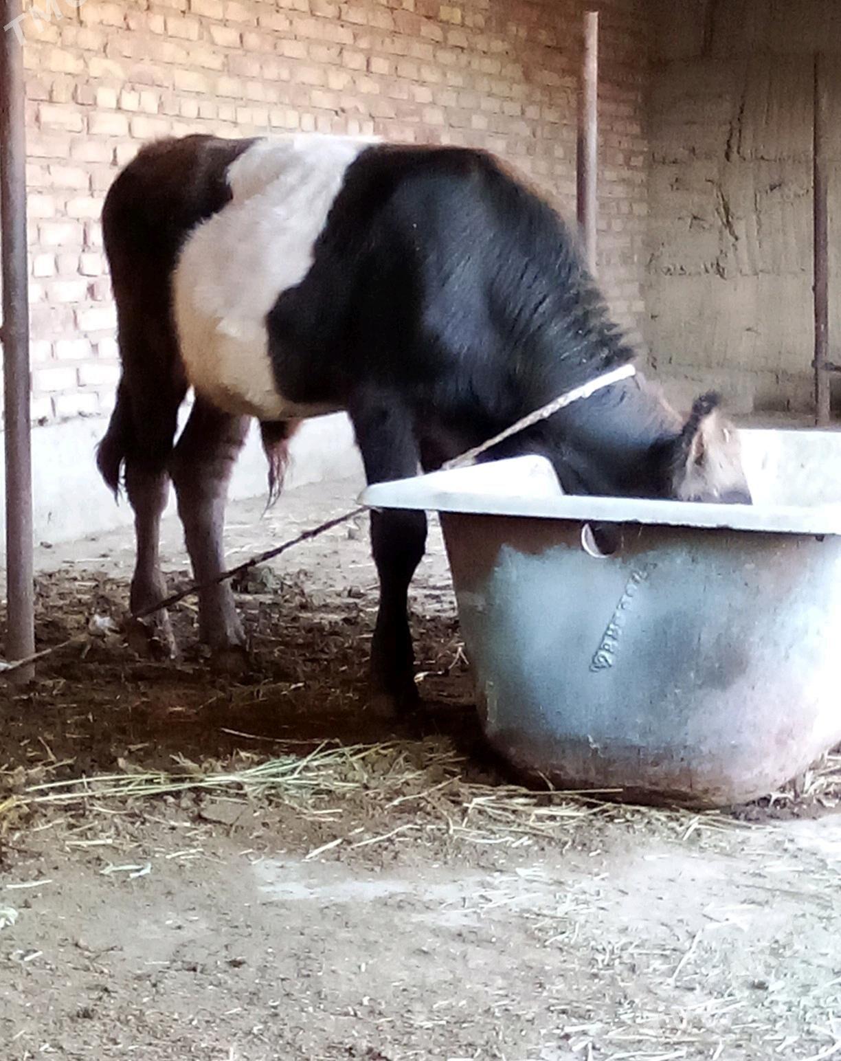 Öküz Gibrit Tohum 8 aýynda - Gökdepe - img 2