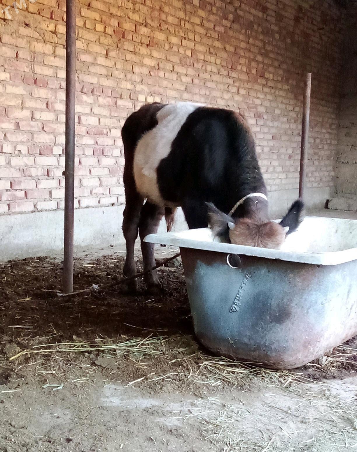 Öküz Gibrit Tohum 8 aýynda - Gökdepe - img 8