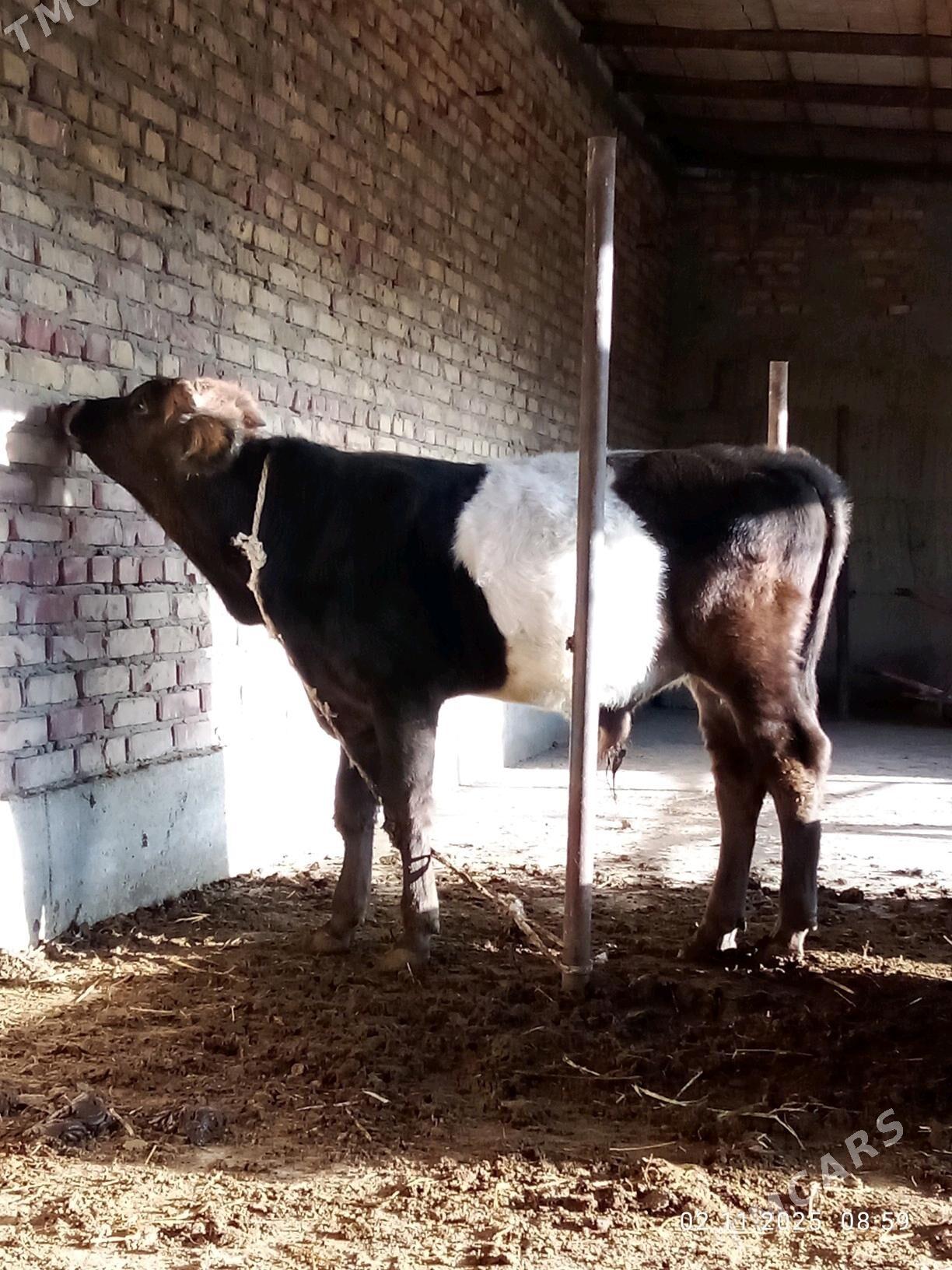 Öküz Gibrit Tohum 8 aýynda - Gökdepe - img 5