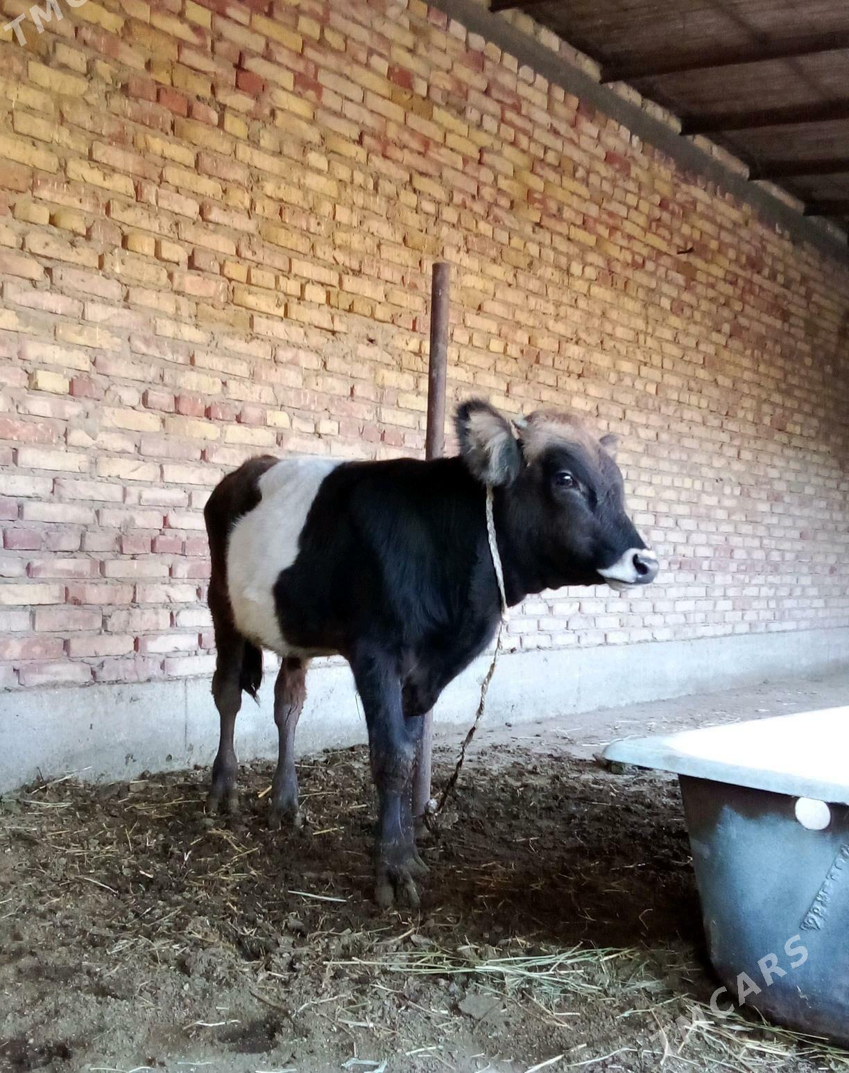 Öküz Gibrit Tohum 8 aýynda - Gökdepe - img 9