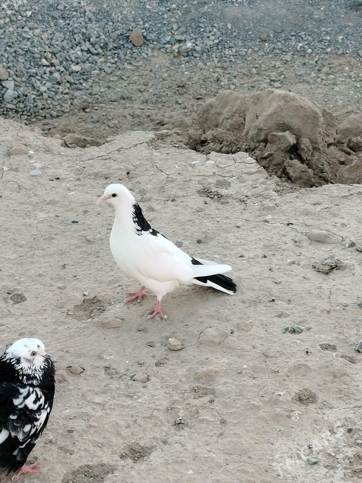 bury gus - Gyzylarbat - img 2