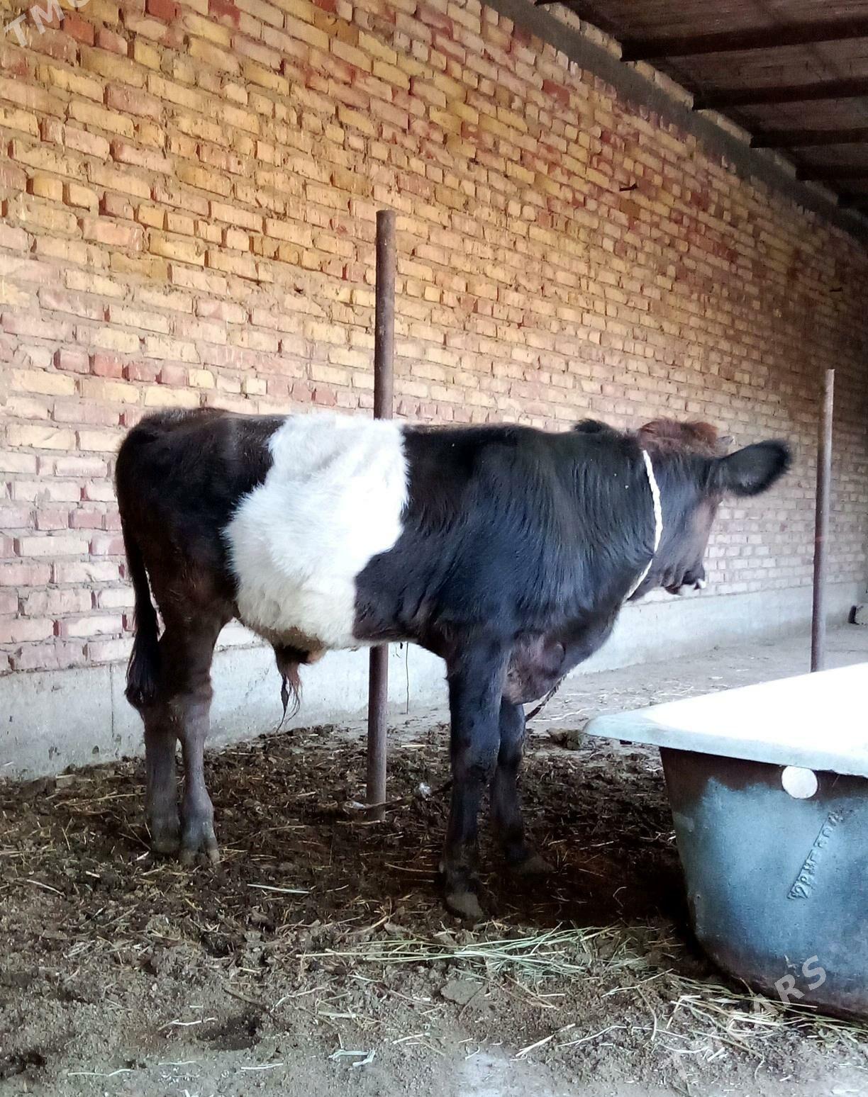 Öküz Gibrit Tohum 8 aýynda - Gökdepe - img 10