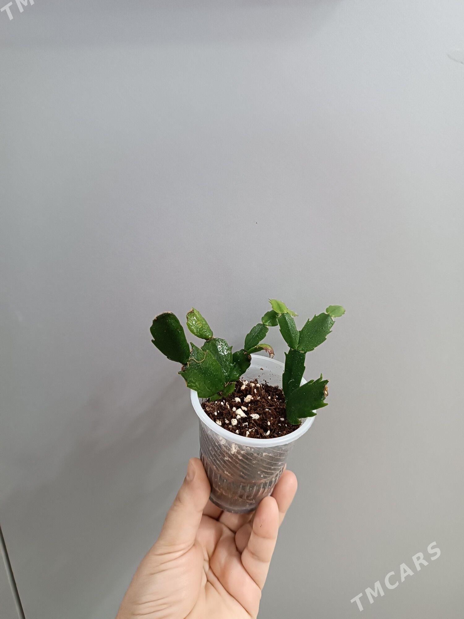 ДЕКАБРИСТ - Ашхабад - img 4