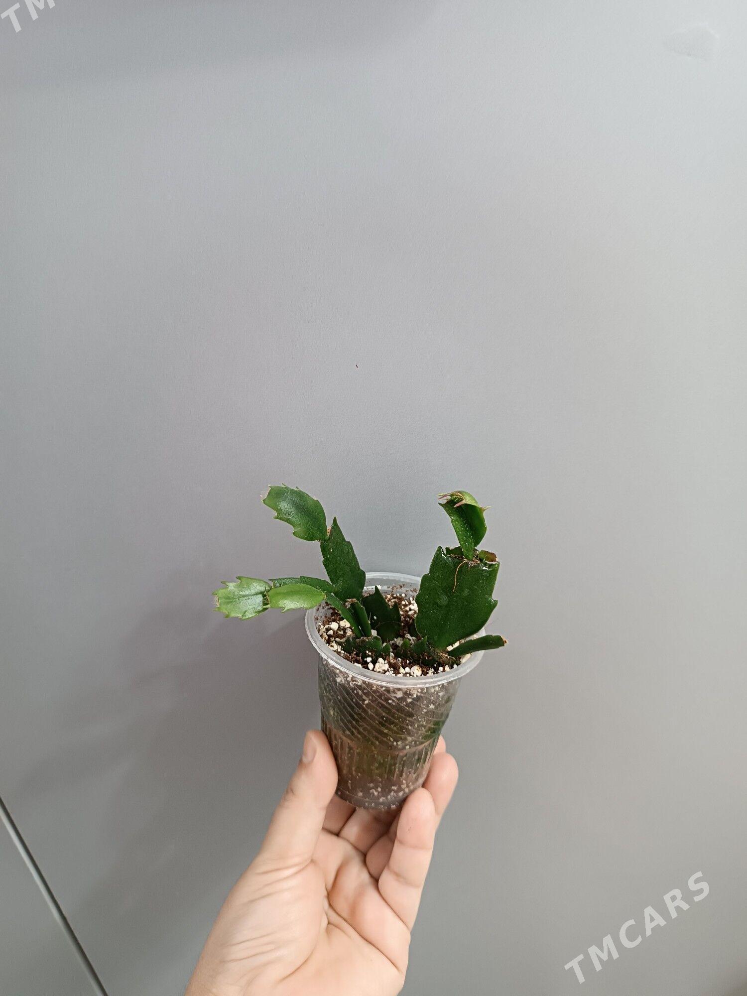 ДЕКАБРИСТ - Ашхабад - img 5