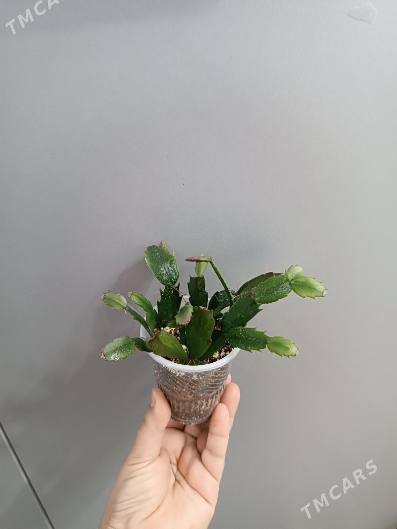 ДЕКАБРИСТ - Ашхабад - img 1