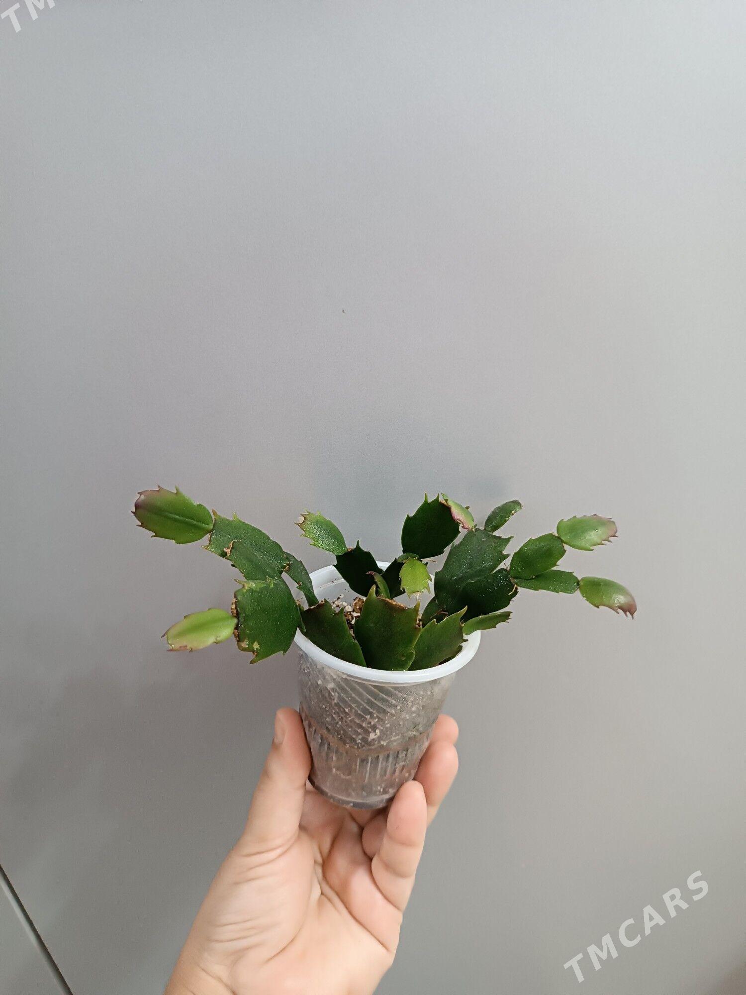 ДЕКАБРИСТ - Ашхабад - img 2