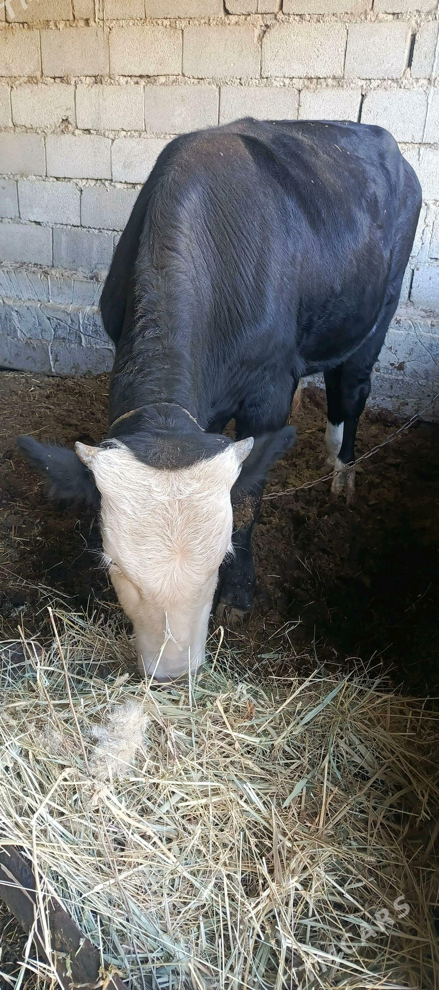 okuz - Гёкдепе - img 3