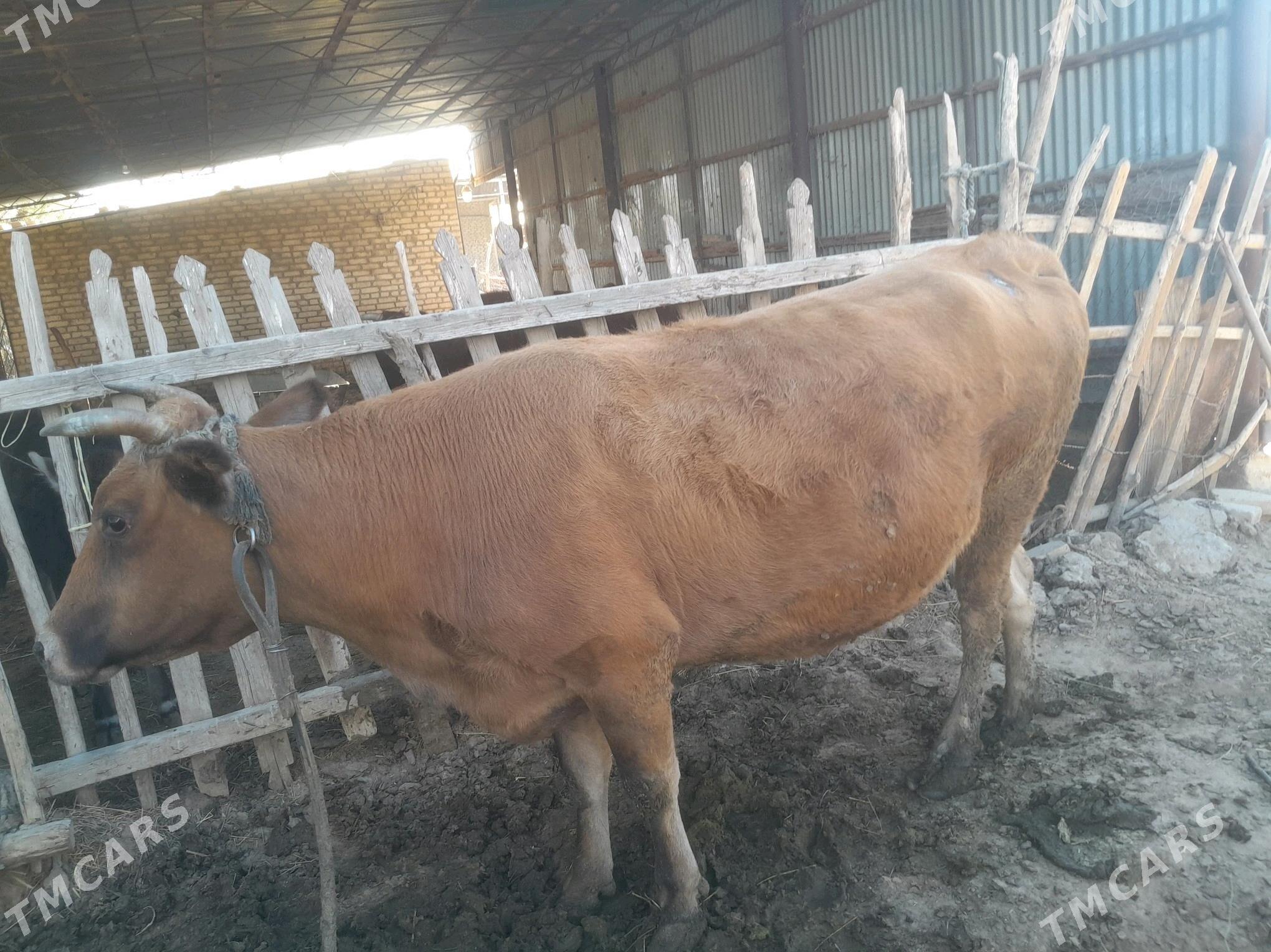 Bakylan mal - Wekilbazar - img 3