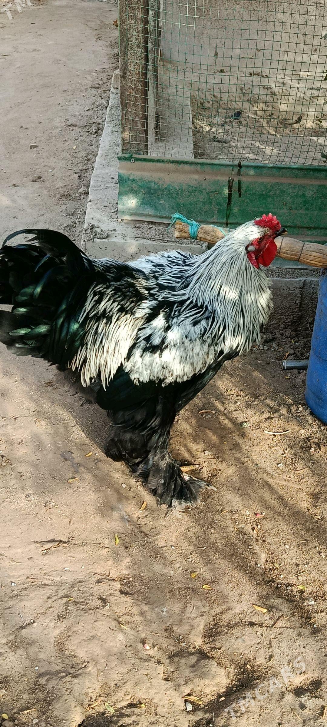 Brama horaz ve touk. - Türkmenabat - img 3