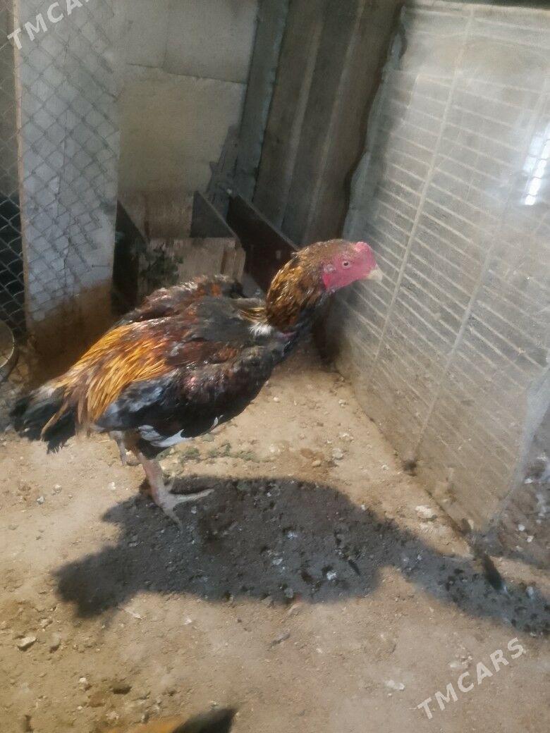 Taşket - Aşgabat - img 2