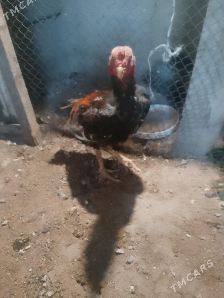 Taşket - Aşgabat - img 3