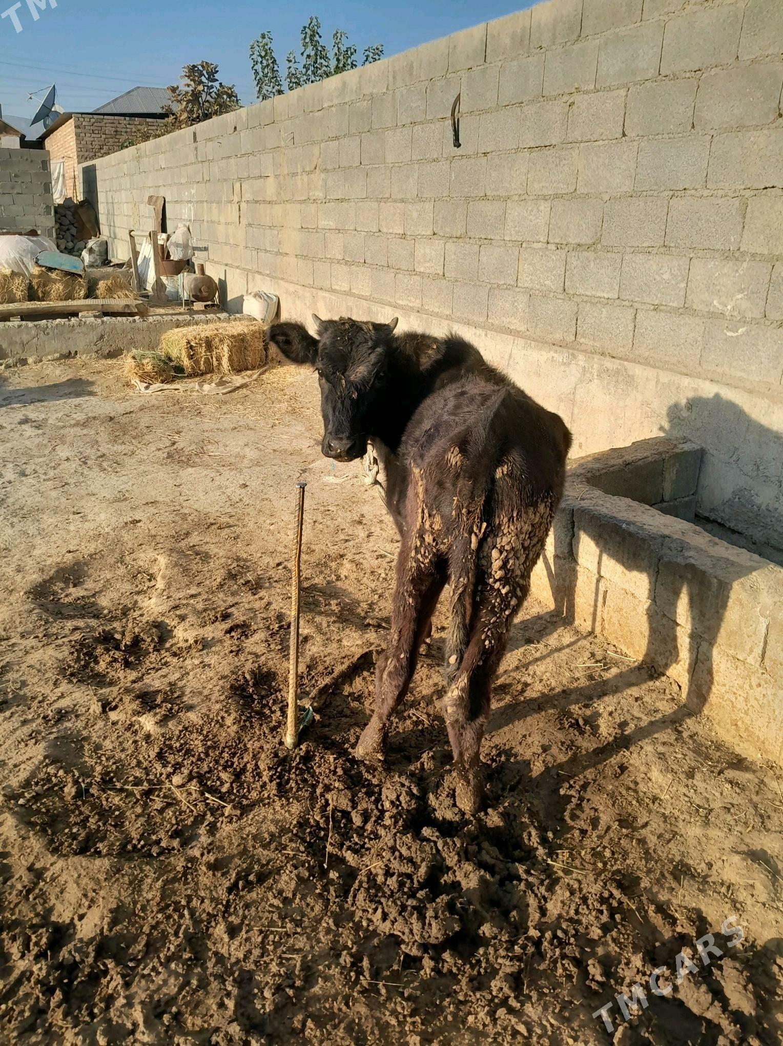 tuwe - Bäherden - img 2