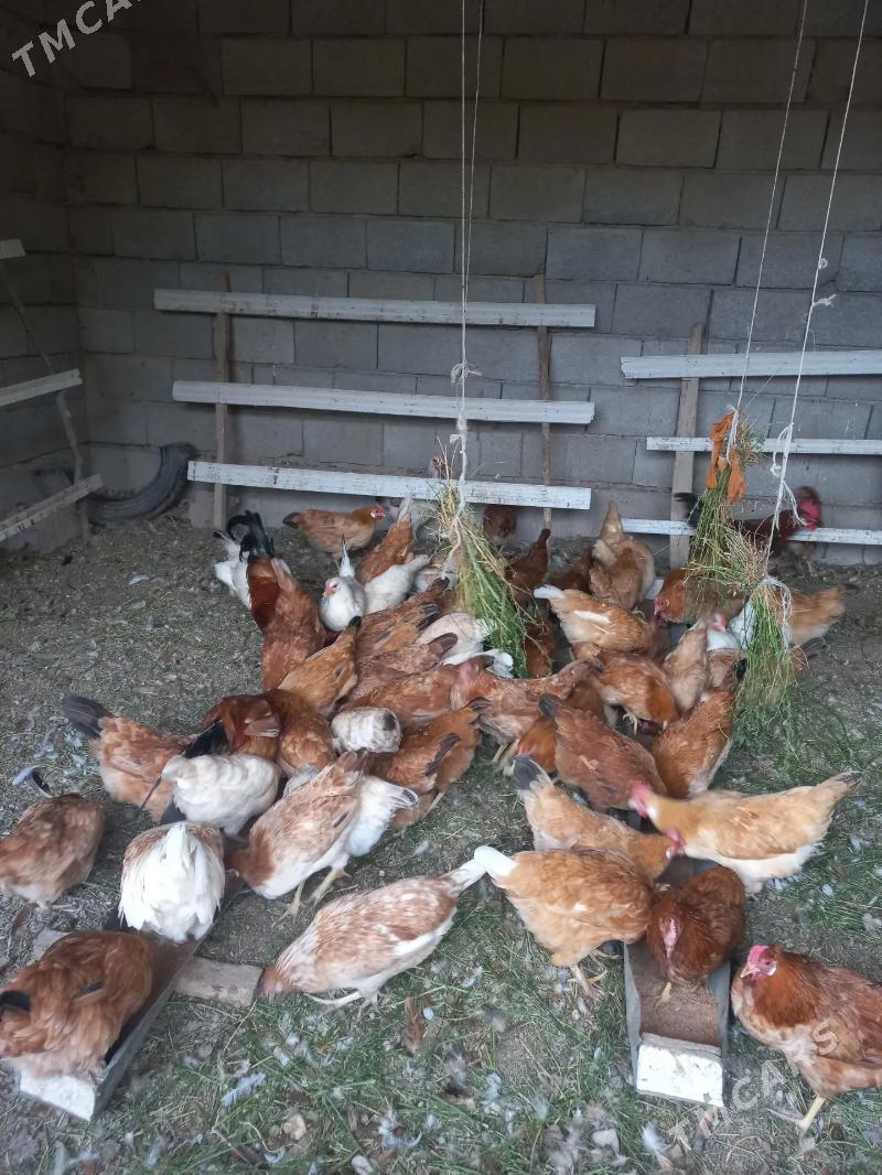 towuk - Кака - img 9