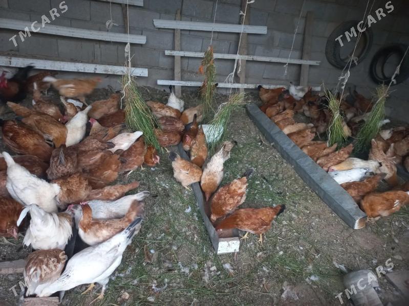 towuk - Кака - img 8