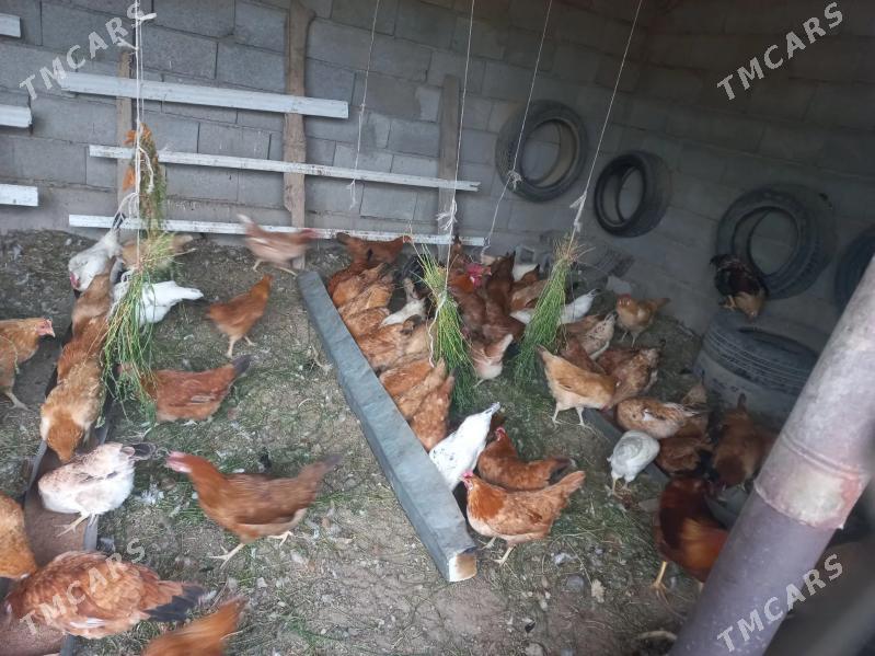 towuk - Кака - img 4