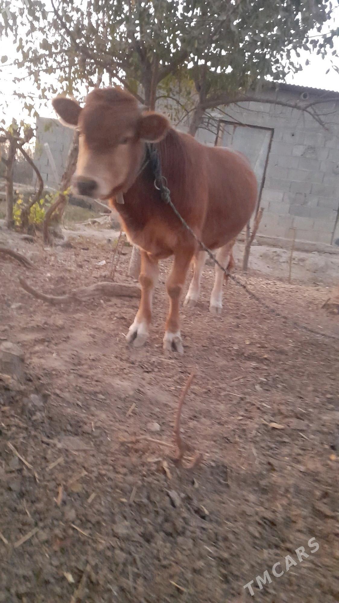 ÖKÜZ - Бахарден - img 3