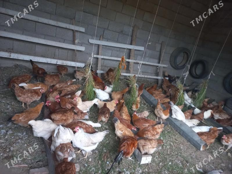 towuk - Кака - img 5