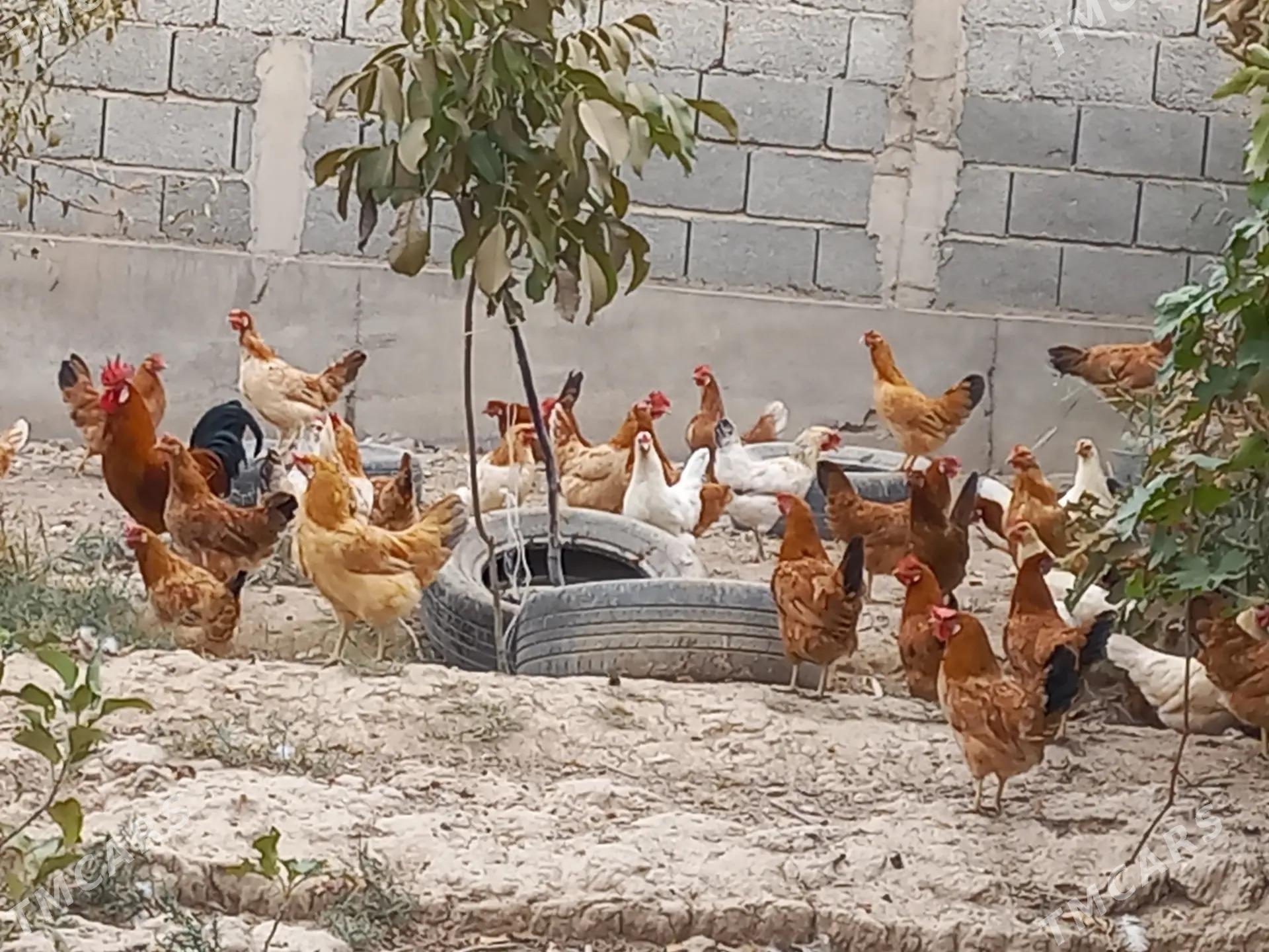 towuk - Кака - img 1