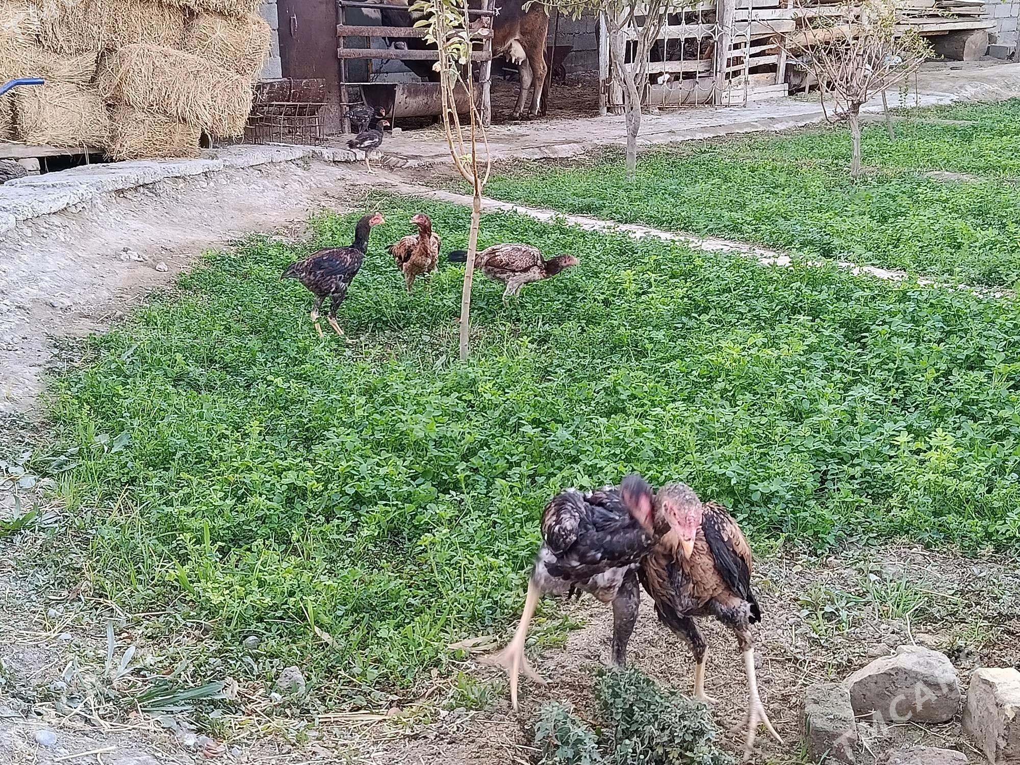 taşkent - Gökdepe - img 4