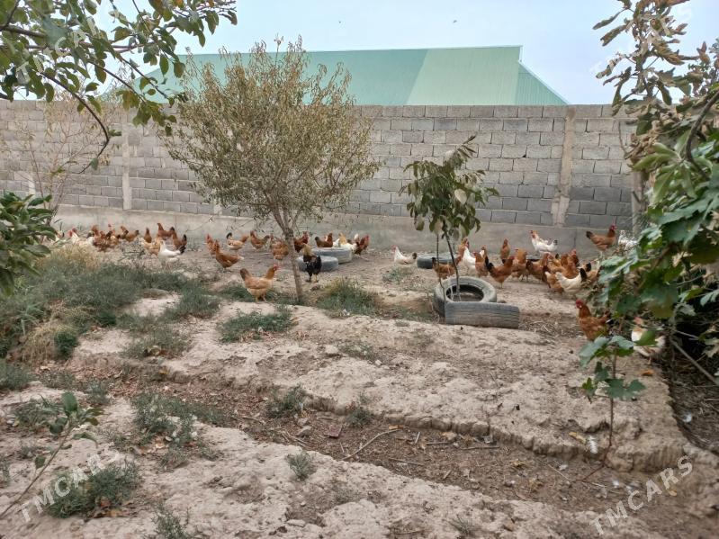 towuk - Кака - img 10