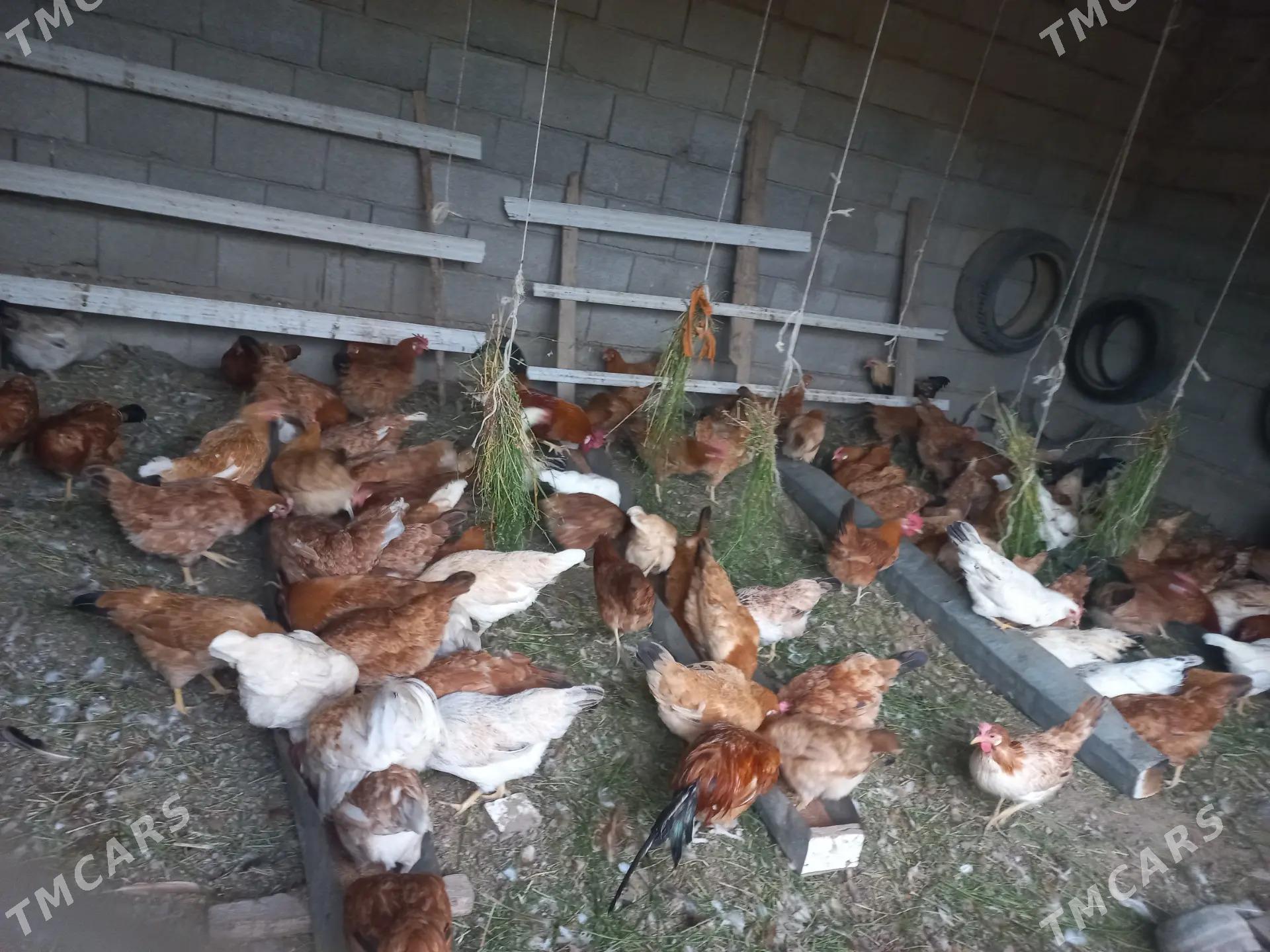 towuk - Кака - img 6