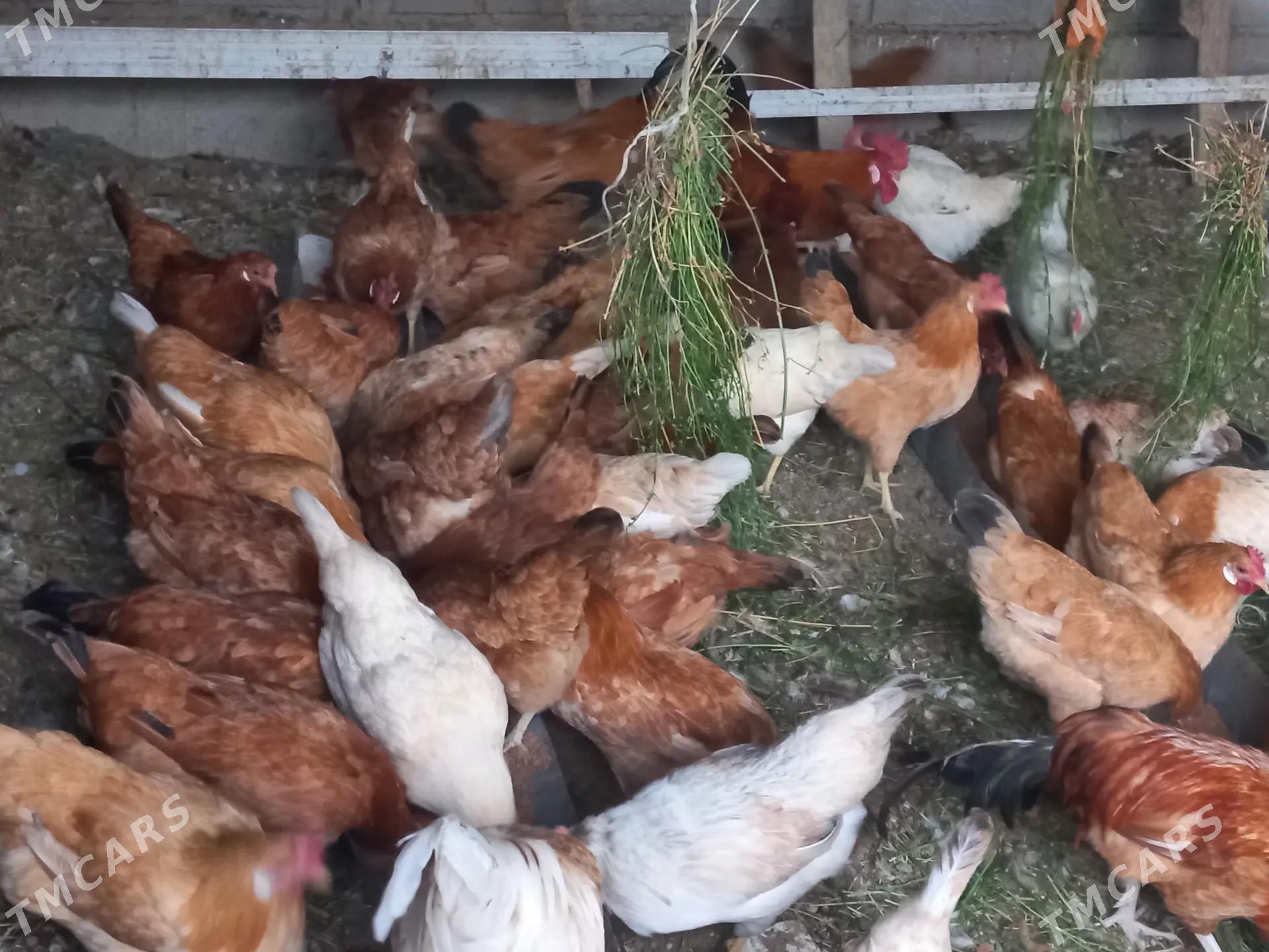 towuk - Кака - img 3