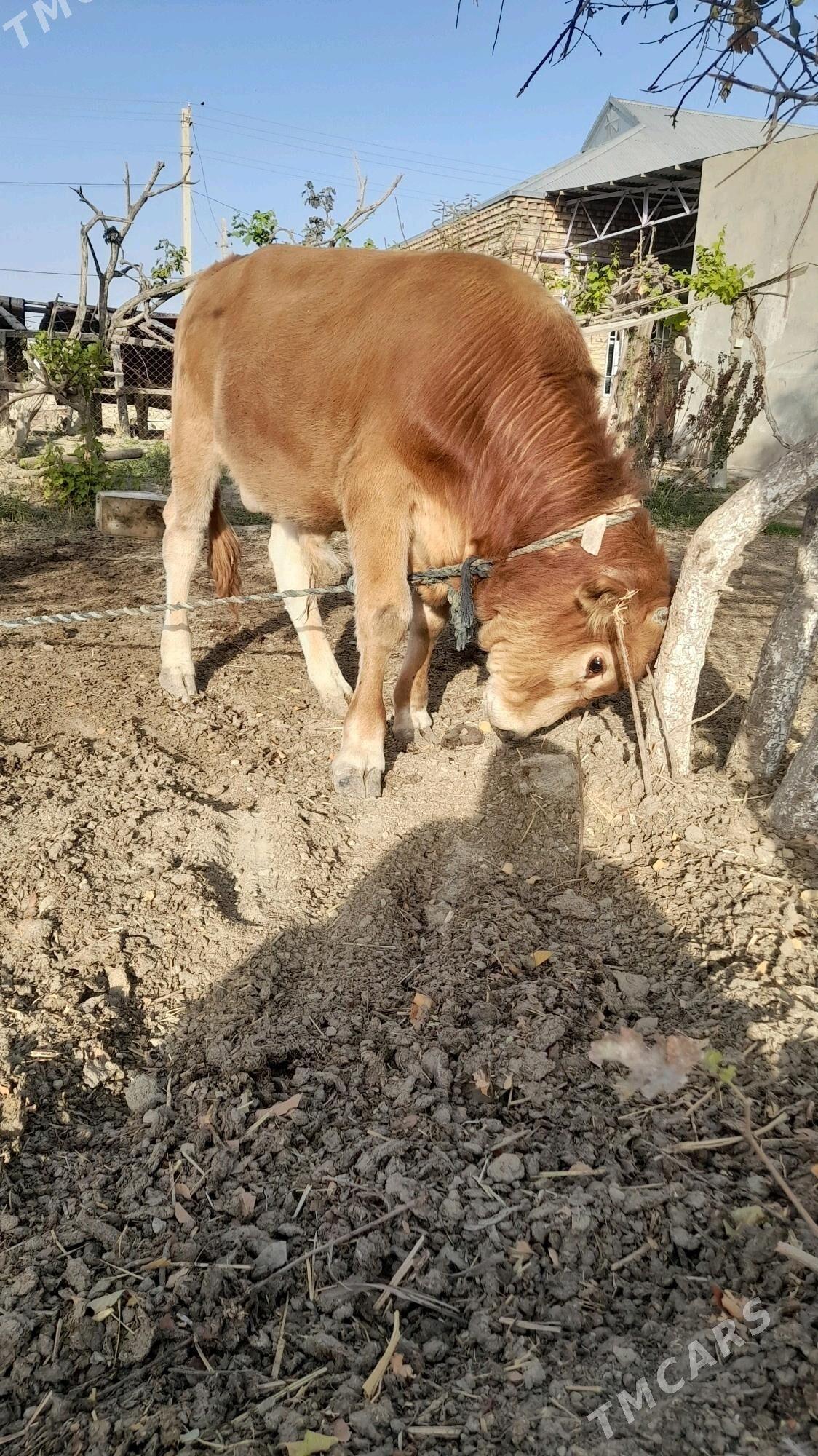 ÖKÜZ - Бахарден - img 4