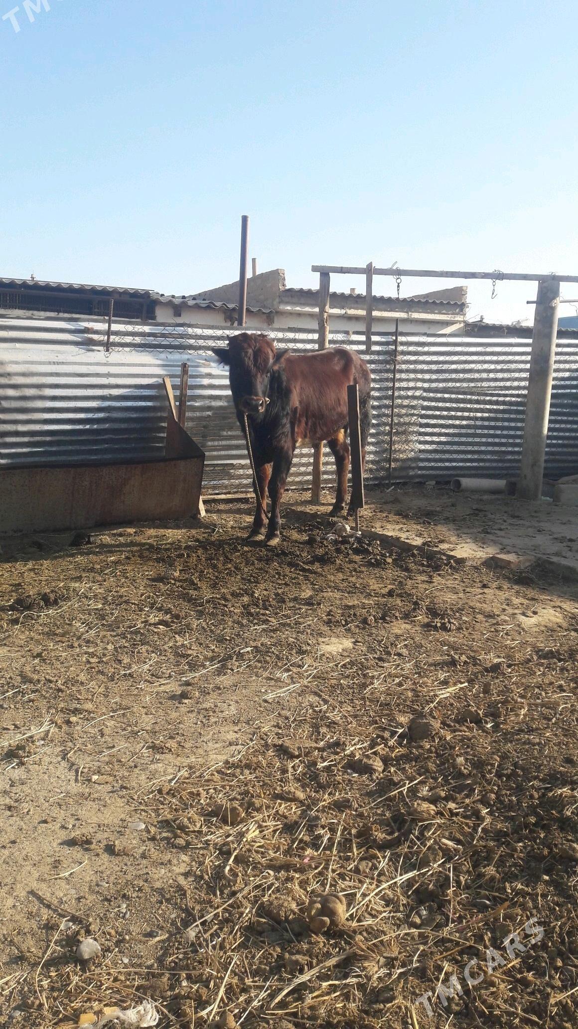 okuz - Gökdepe - img 2