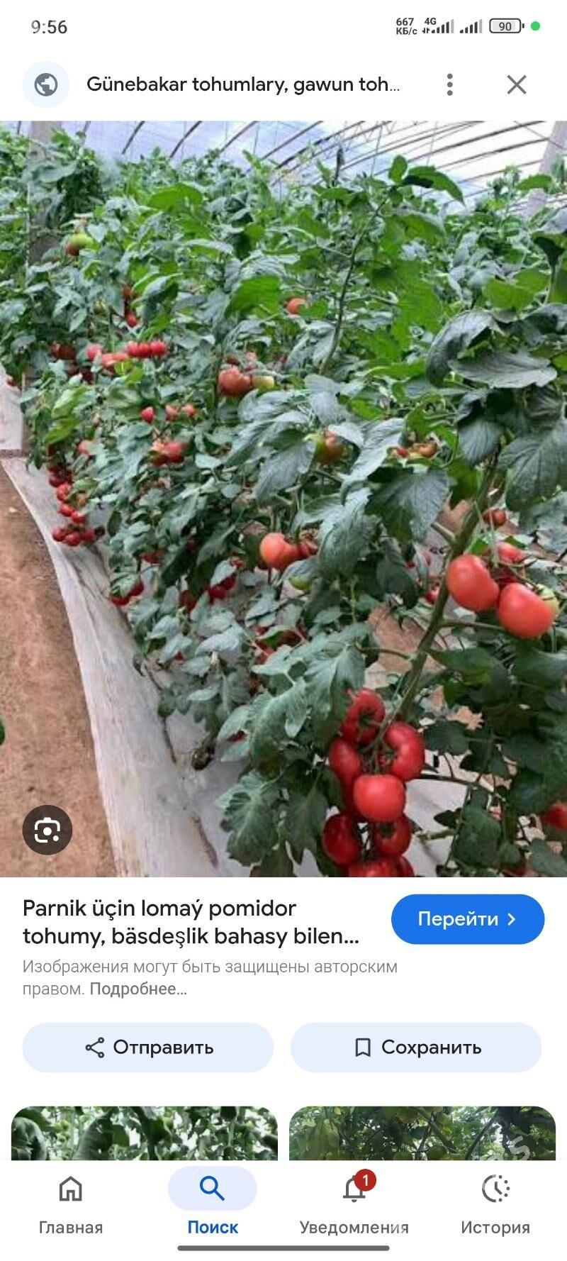 parnik yer mellek - Саят - img 5