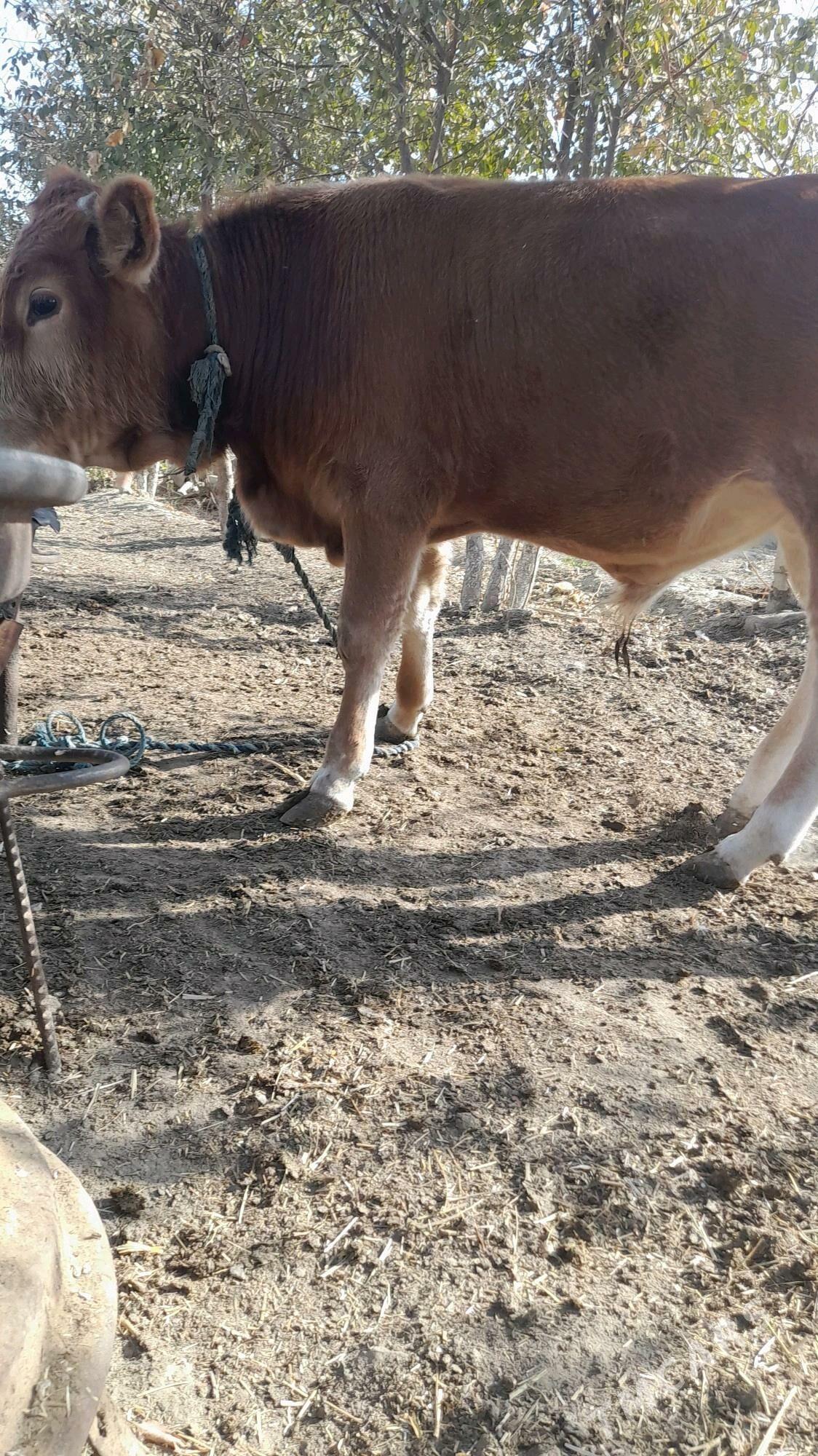 ÖKÜZ - Бахарден - img 5