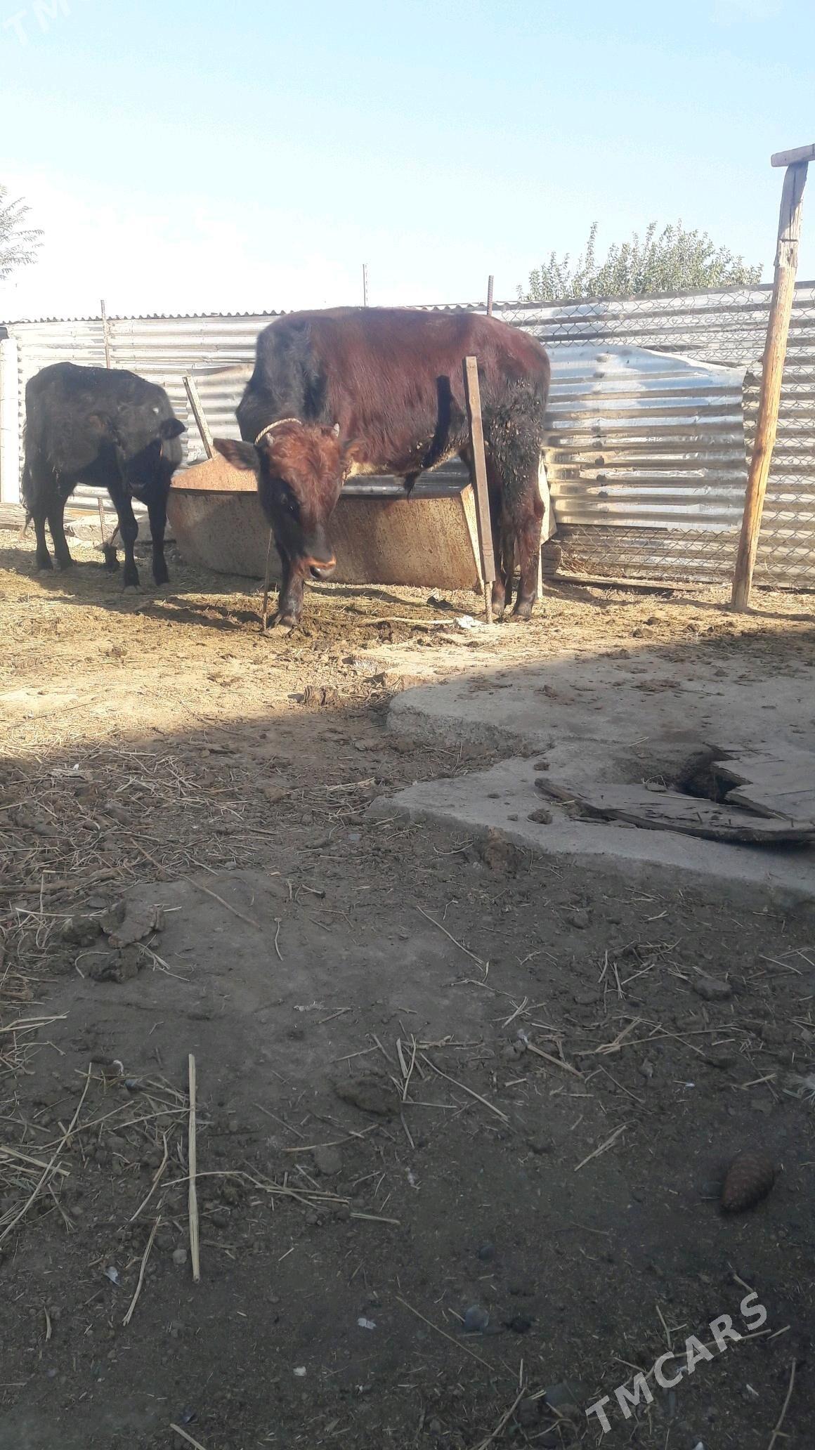 okuz - Gökdepe - img 3