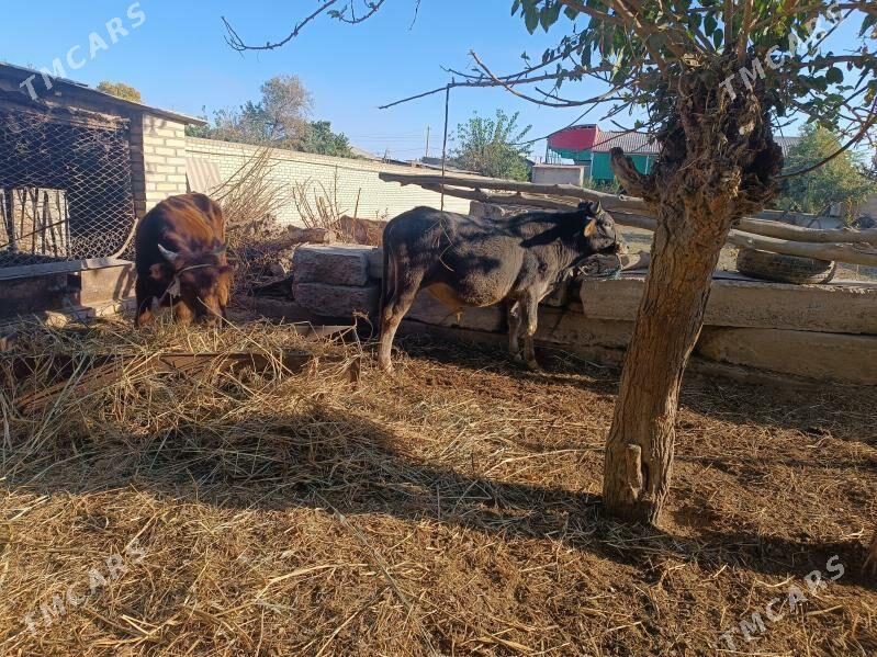 sygyr - Ходжамбаз - img 7