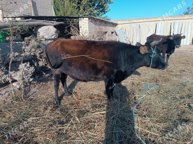 sygyr - Ходжамбаз - img 5