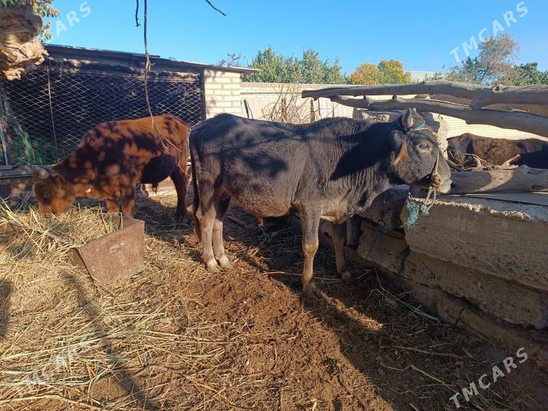 sygyr - Ходжамбаз - img 6