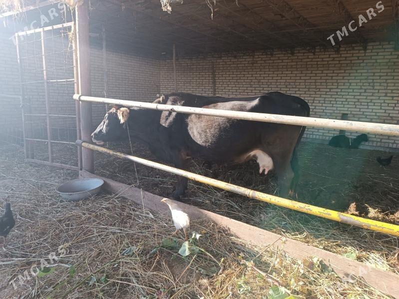 sygyr - Ходжамбаз - img 3