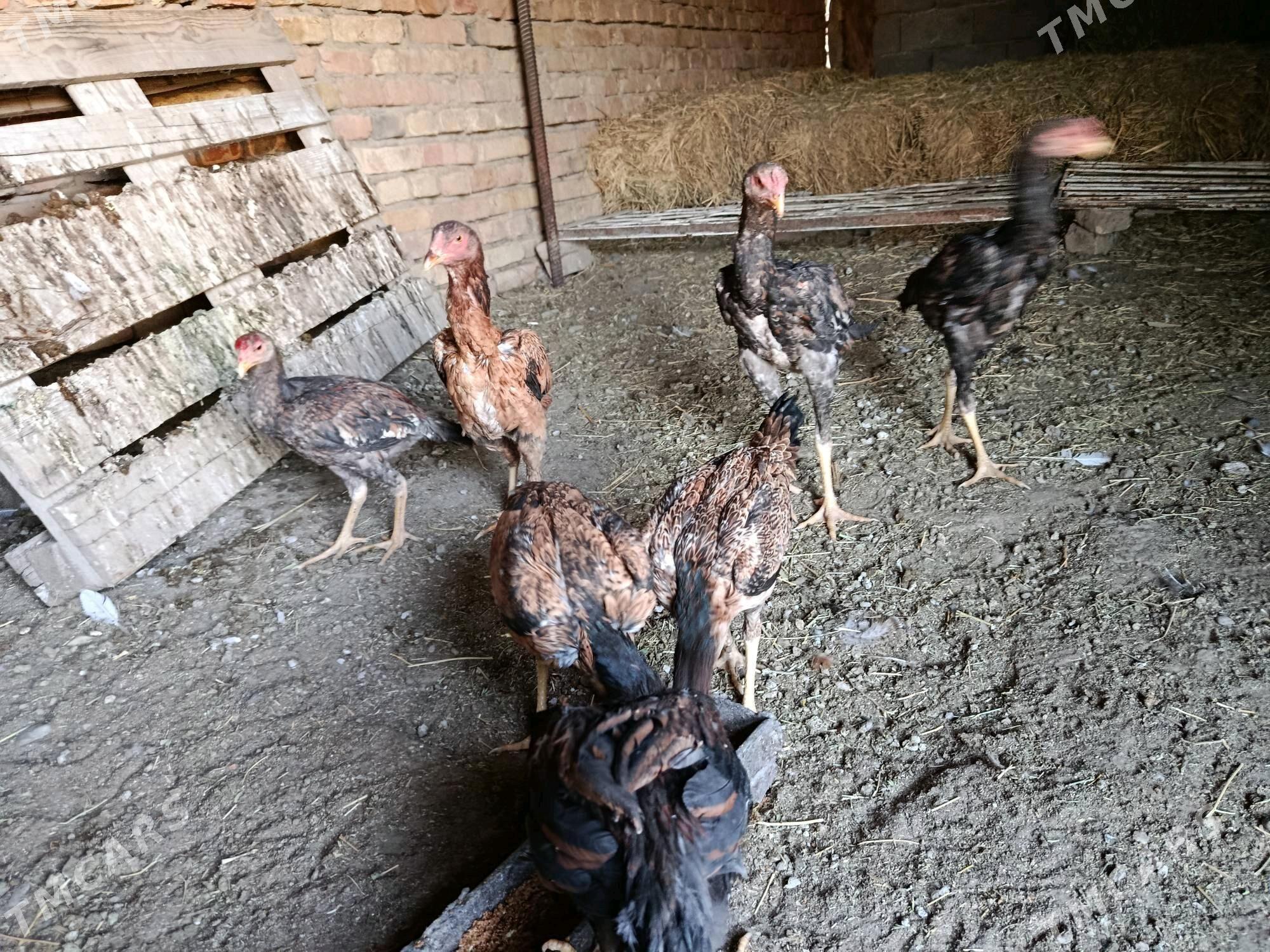 taşkent - Gökdepe - img 8